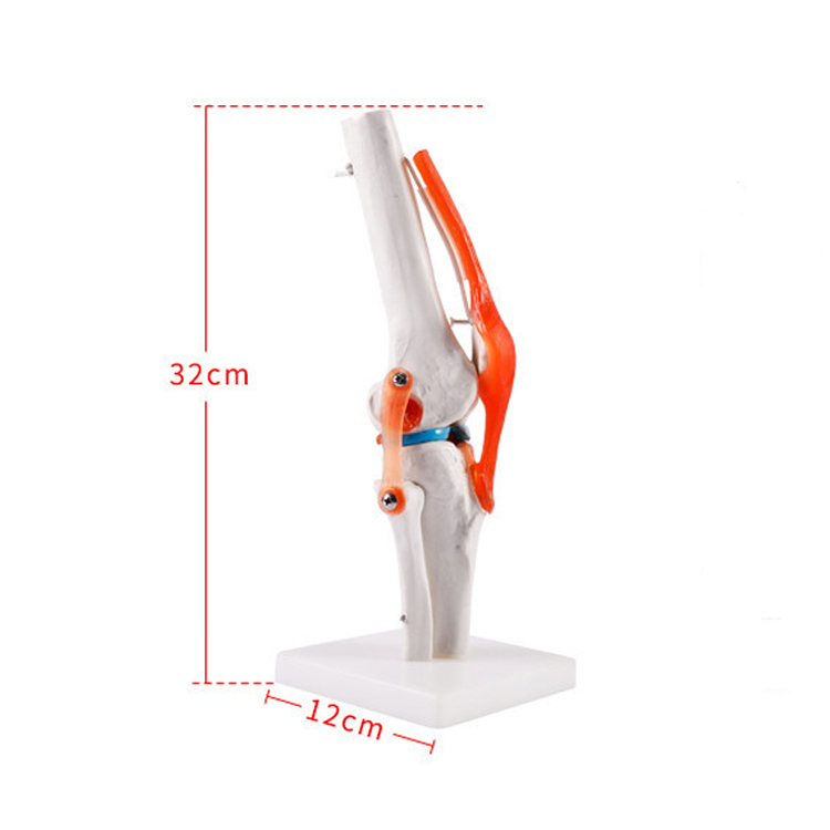 Simulation Standard Knee Joint Pvc Material Model Medical Training Human Skeletal Model