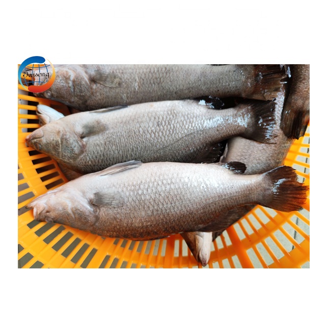 Seabass Whole Fish/Ikan siakap 400-600g