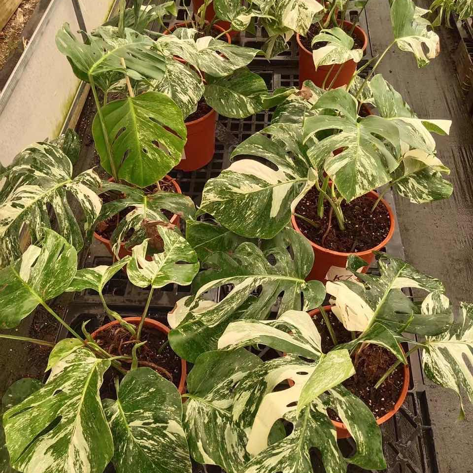 Оптовая продажа, Monstera deliciosa либо Variegata