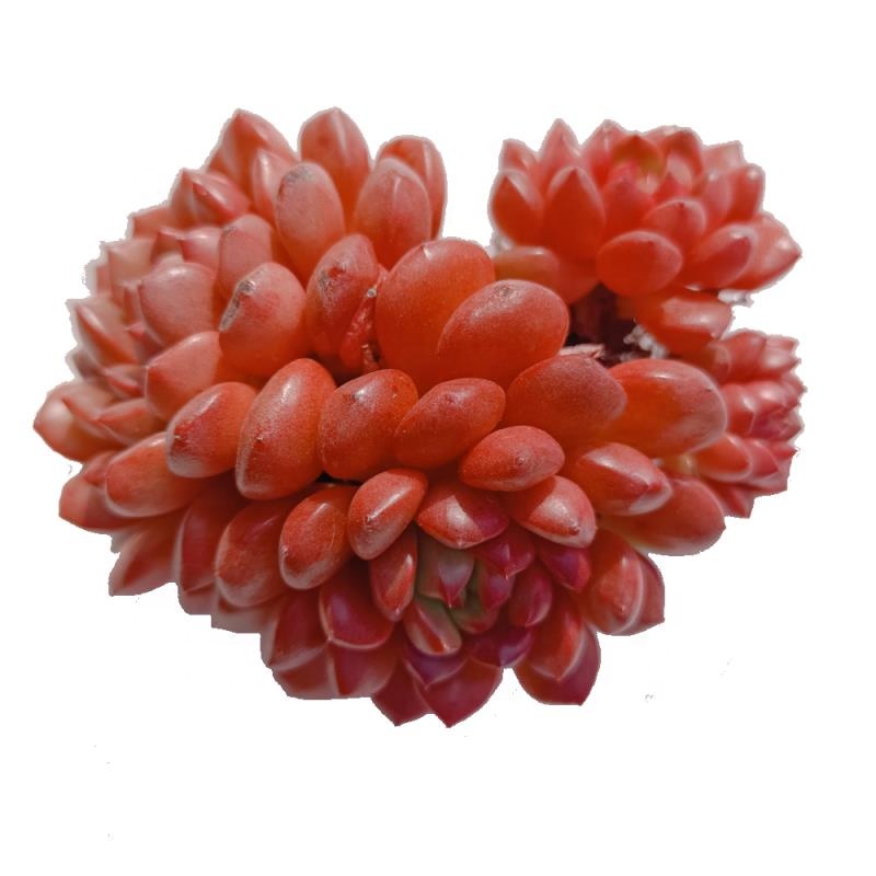 010 Echeveria розовые рубби Елены живые суккуленты горшечные садовые Цветочные Мини натуральные комнатные живые растения