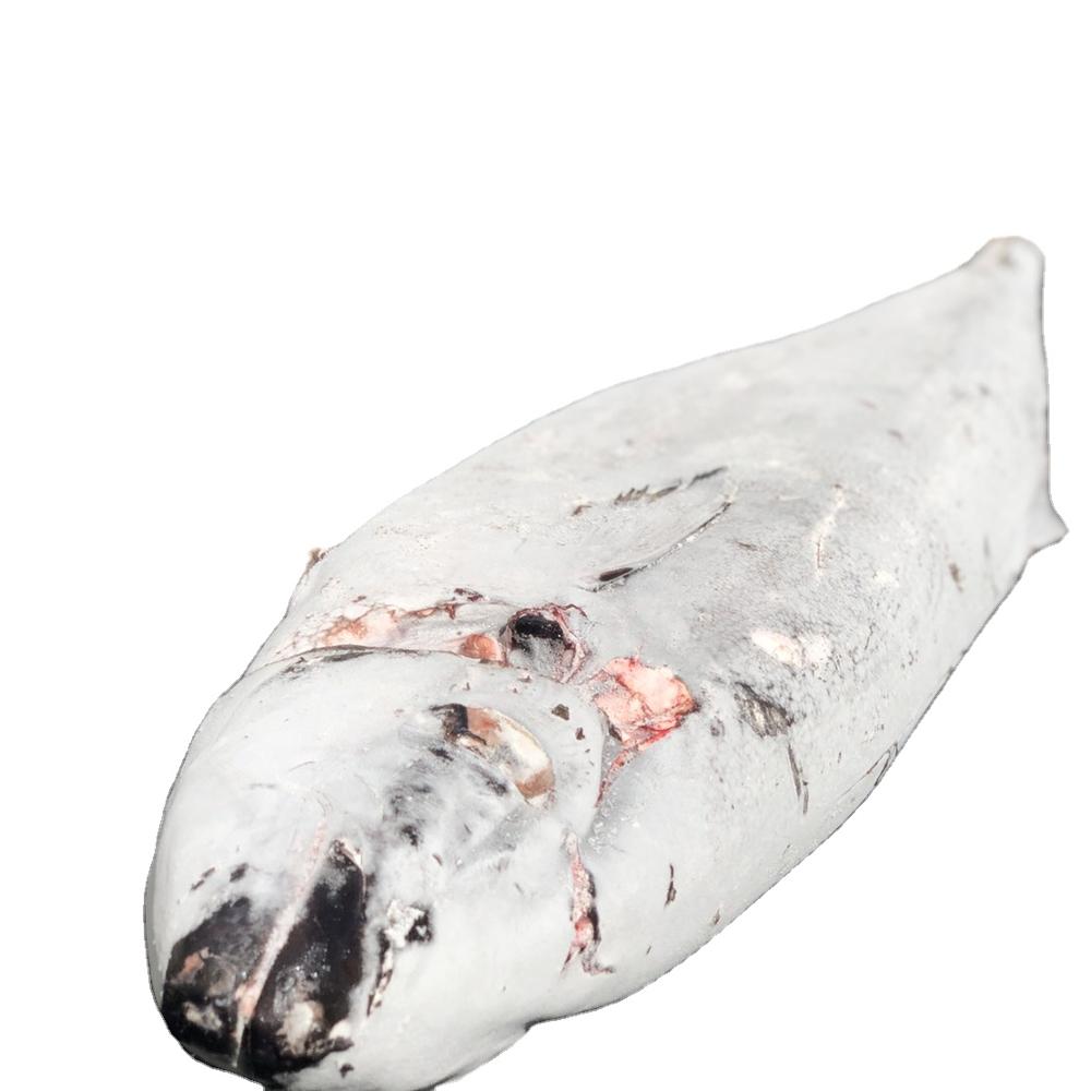 Factory sale various good quality IQF frozen oil fish for fresh seafood