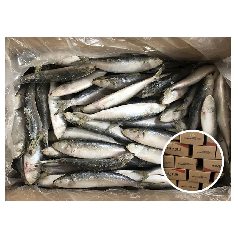 frozen fish sardine for bait