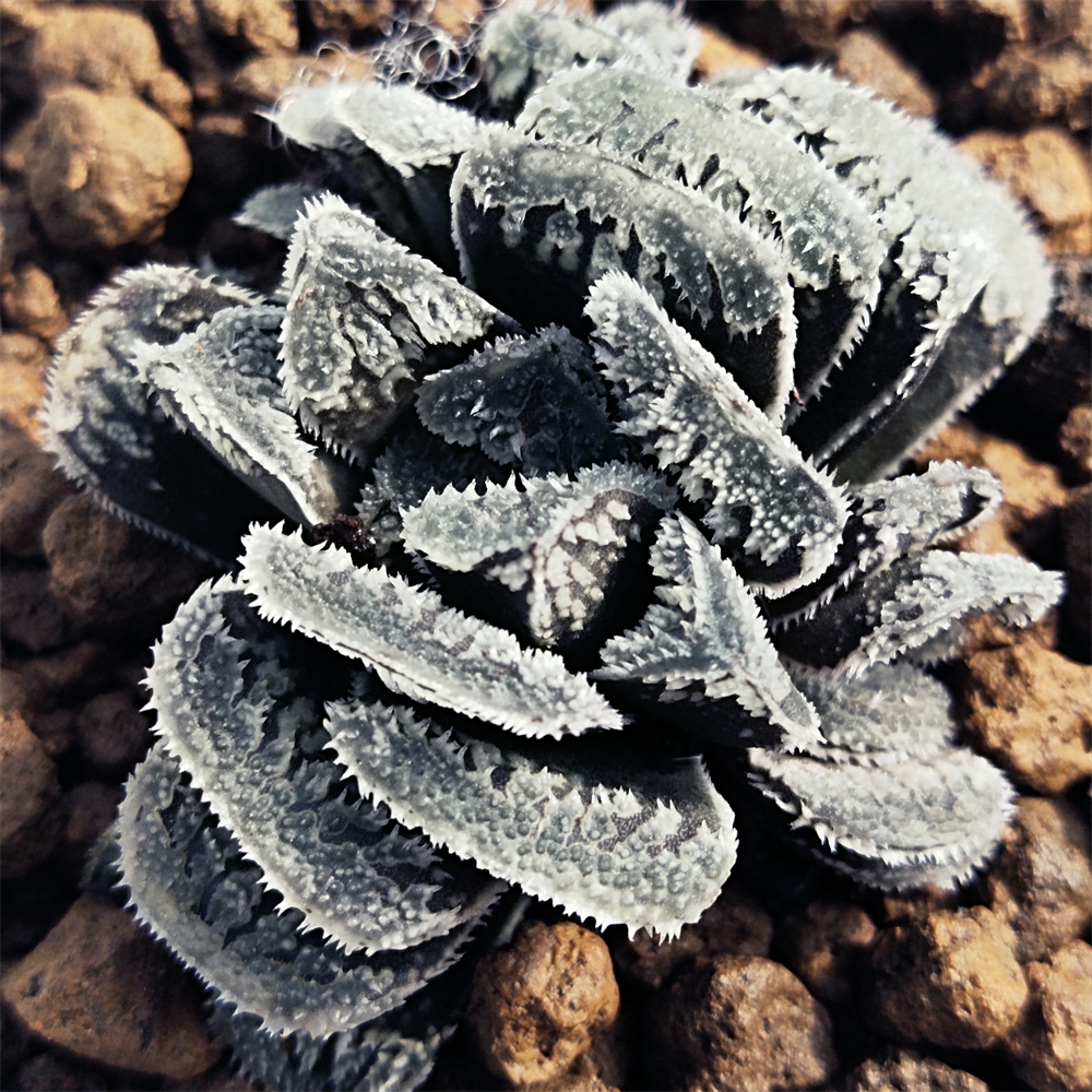 H167 haworthia Hyb Pygmaea «Снежный кролик», редкие суккуленты, живое растение, 3 дюйма, горшок, натуральные суккуленты, комнатное растение, бонсай