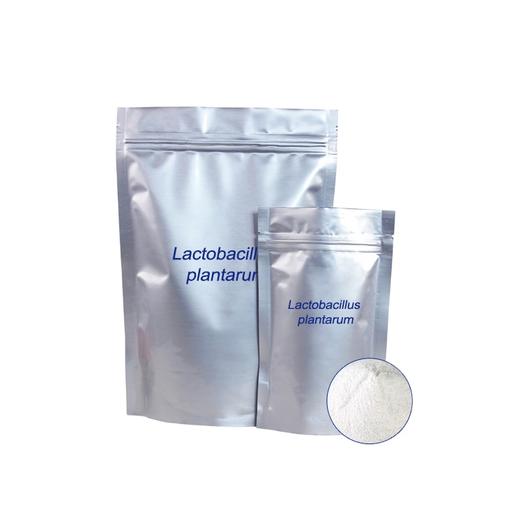 Халяль ISO Lactobacillus plantarum HH-LP56 20 млрд cfu/g пробиотиков сыпучих порошков
