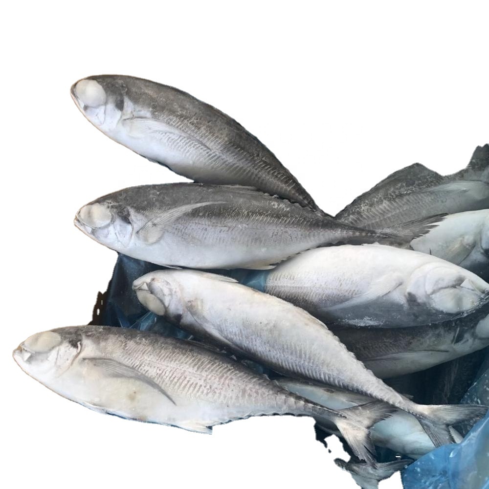 Good Sale Seafood Fish Frozen Horse Mackerel Hard Tail Scad