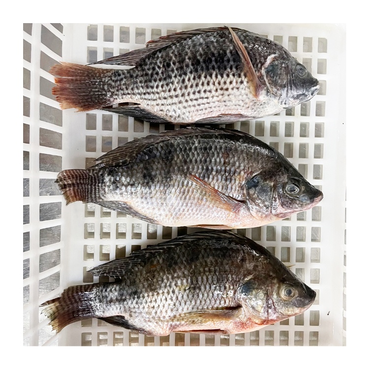 Premium Quality Frozen Tilapia Whole Round Black Tilapia for Africa
