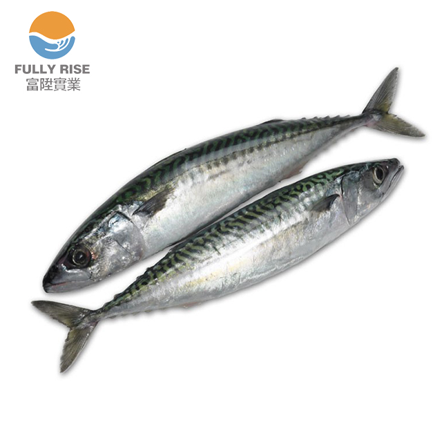 Замороженная Тихоокеанская скумбрия, замороженные продукты IQF, оптовая продажа