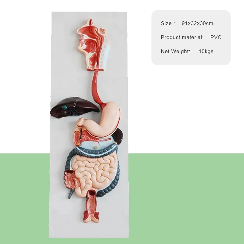 3D Human Digestive System Anatomical Model For Medical Science Teaching