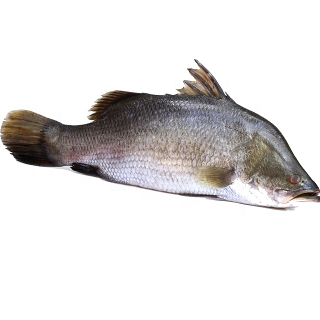 Good quality fresh sea bass frozen seafood for sale