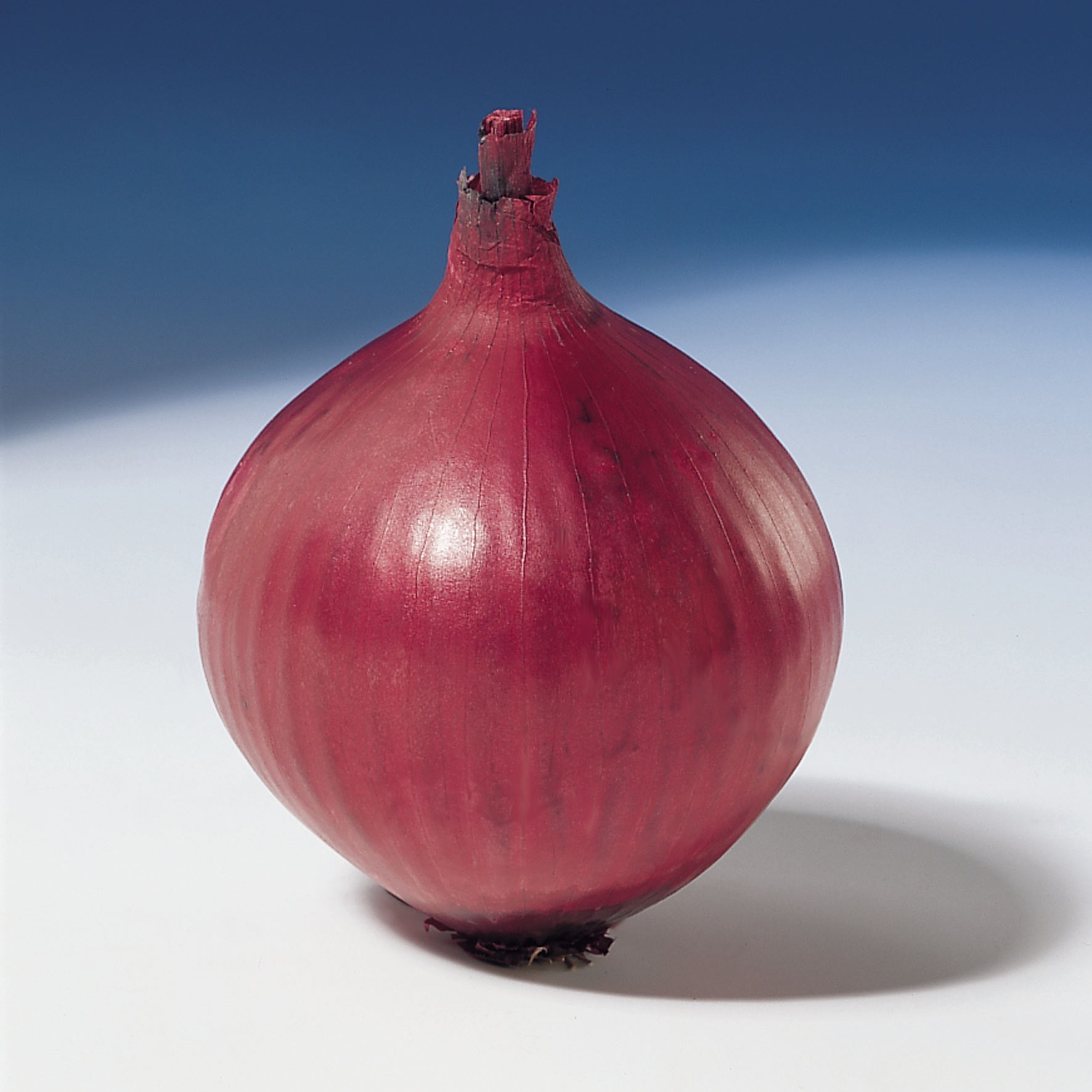 Onion Seeds Red White Yellow Golden Onion Seeds