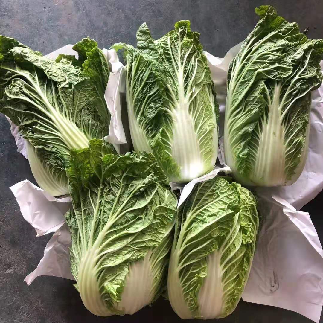 High quality fresh cabbage round cabbage new season offer