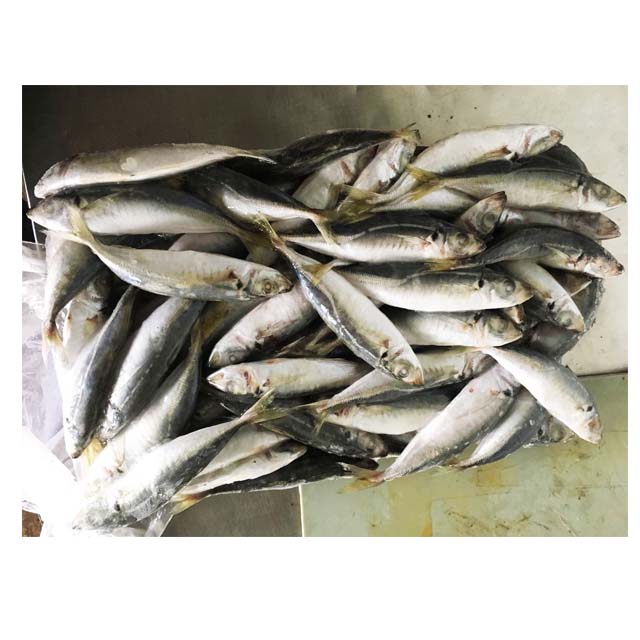 Замороженная маленькая лошадиная скумбрия, круглая наживка для тунца