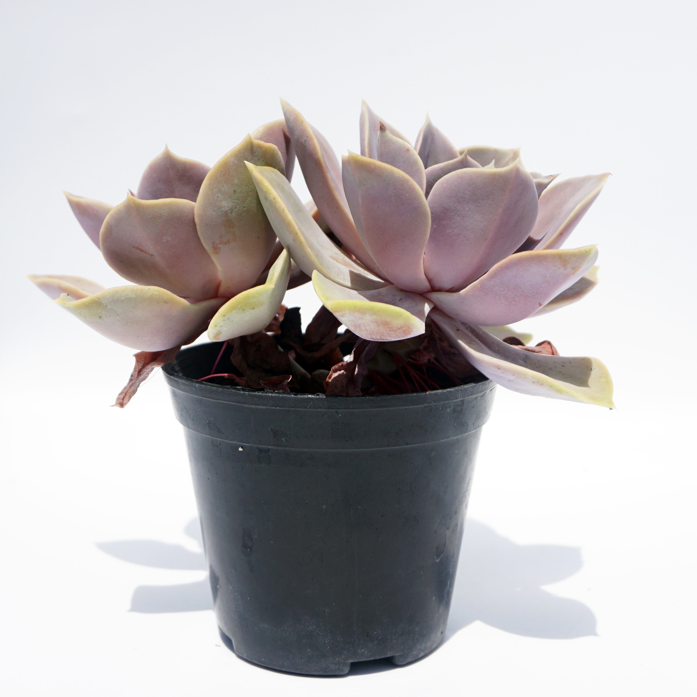 Indoor plants wholesale semillas de suculentas haworthia rare natural succulent plants