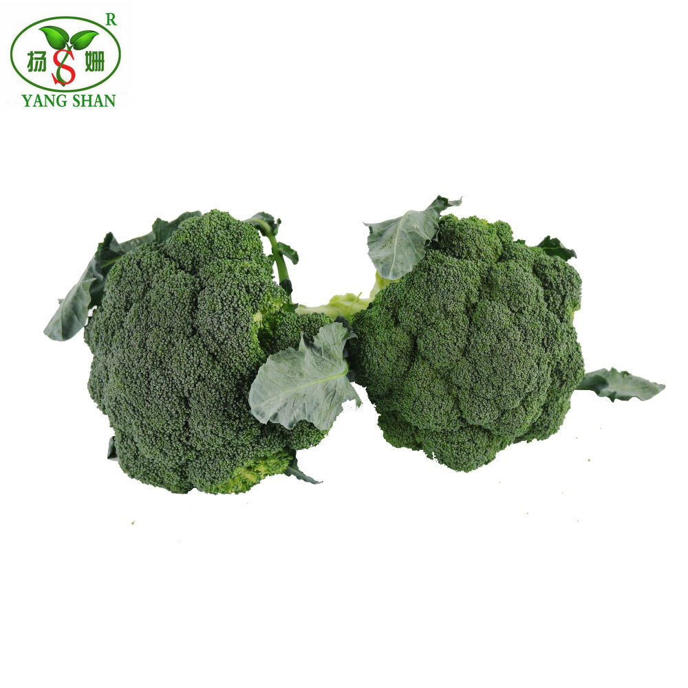 Chinese fresh broccoli