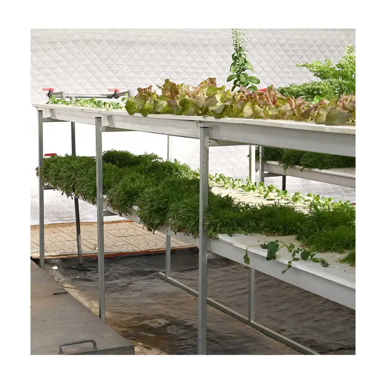 hydroponic farming multi-span greenhouse