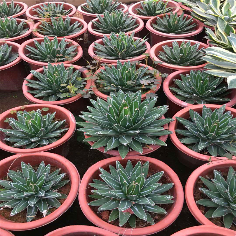 century plant