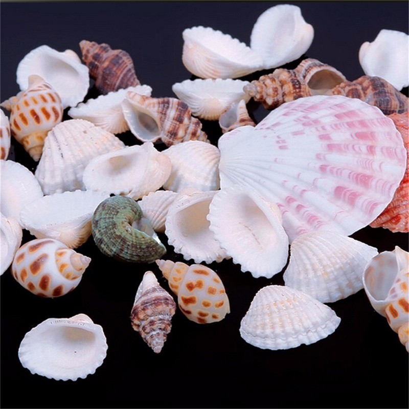 Бесплатная доставка, смешанный заказ, 0,5 кг/упаковка, пляжные ракушки, ракушки для рукоделия, ракушки для аквариума, Морской Декор, бесплатный штрих-код