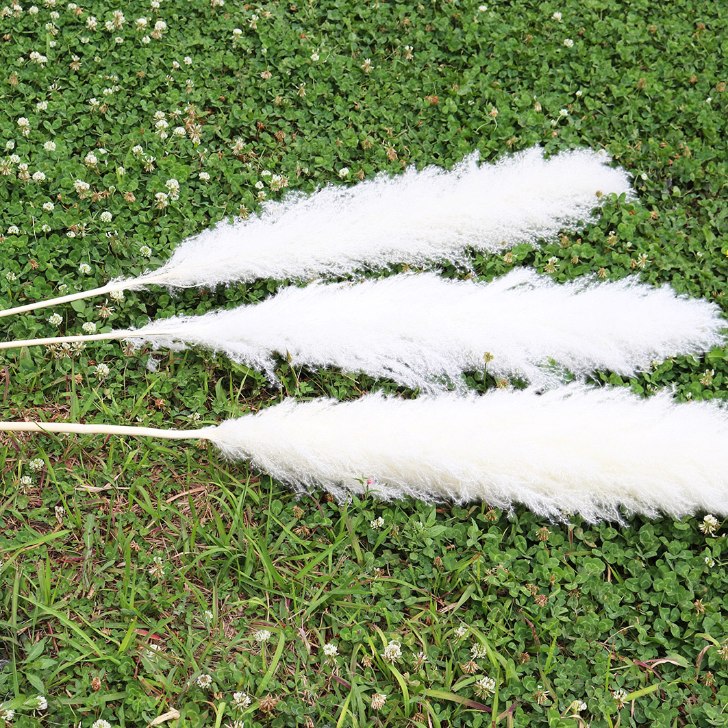 INS Hot Selling Decorative Flowers Dried Extra Large Pure Bleach White Pampas Grass for Wedding