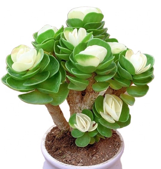 Hot Sale real Portulaca molokiniensis Hobdy live succulent plants artificial cultivation succulent plants potted