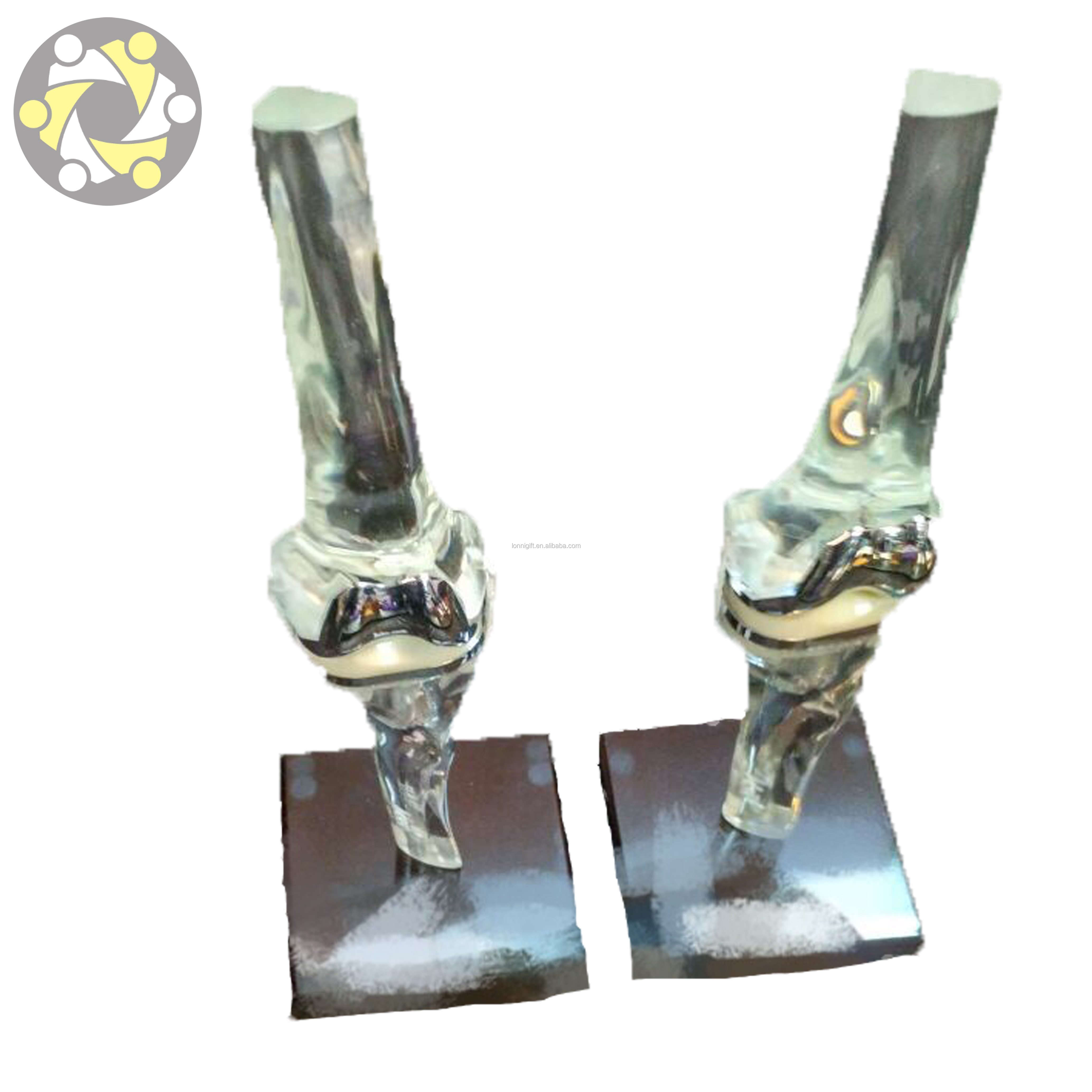 Human medical education model, knee joint bone models transparent knee joint model Skeleton