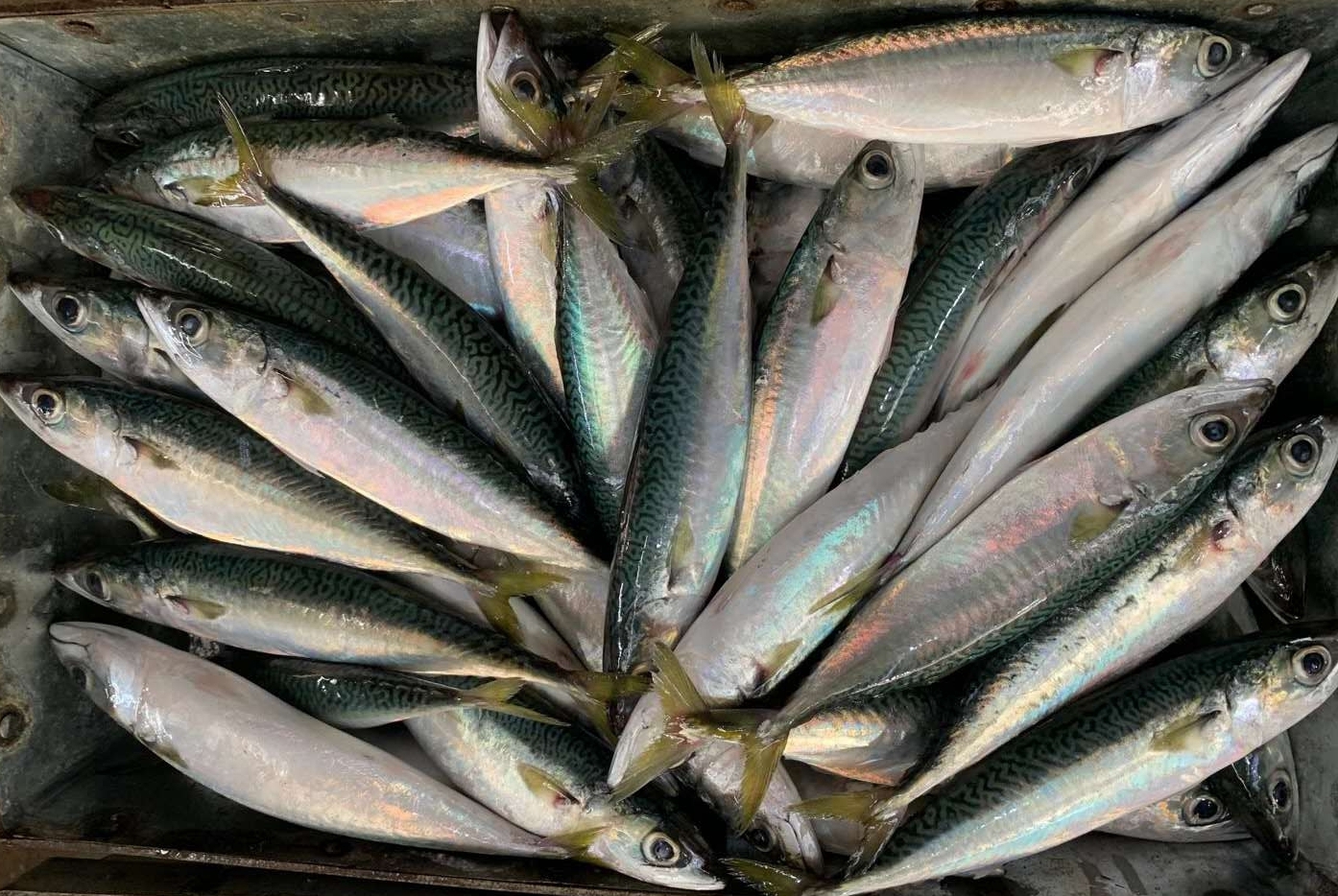 Замороженная скумбрия, Замороженные Свежие морепродукты