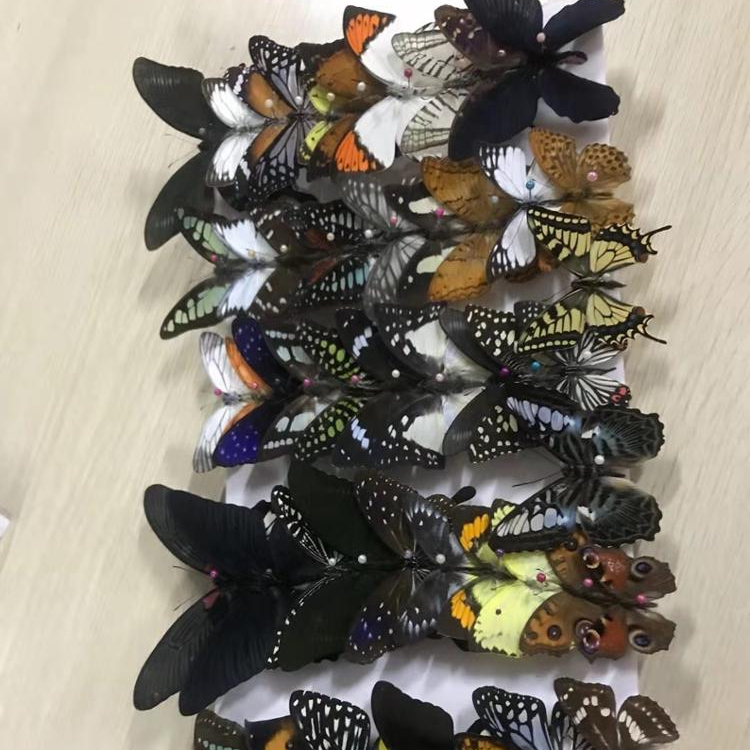 Ремесло подарок биологические образцы красивый taxidermy сохраненный настоящее насекомое образец бабочки