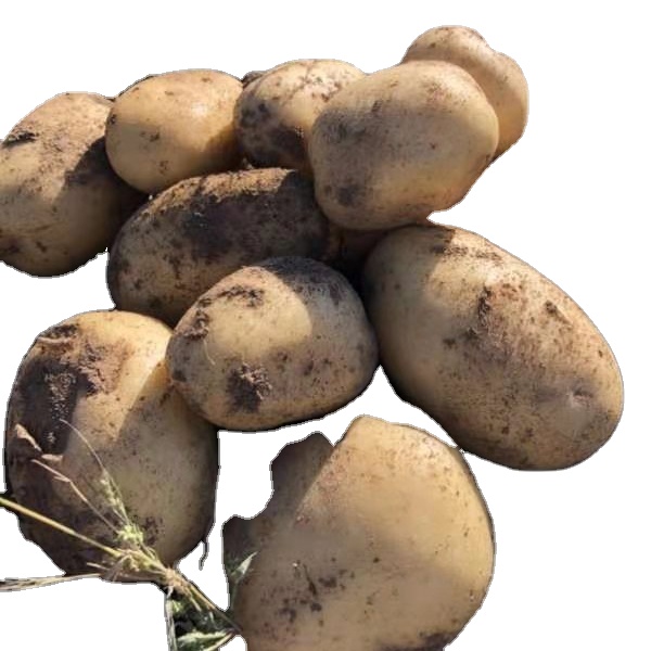 Экспорт, оптовая продажа, Прямая продажа с завода, вкусный Овощной свежий картофель