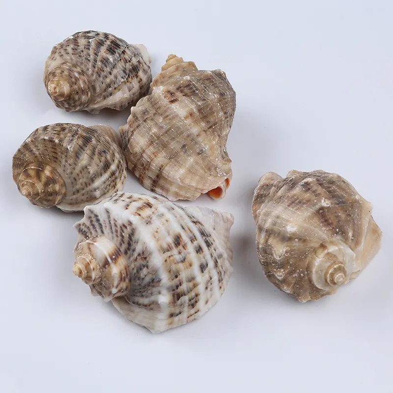 Wholesale 7-10cm Ornament Natural Seashell Beach Conch Shell