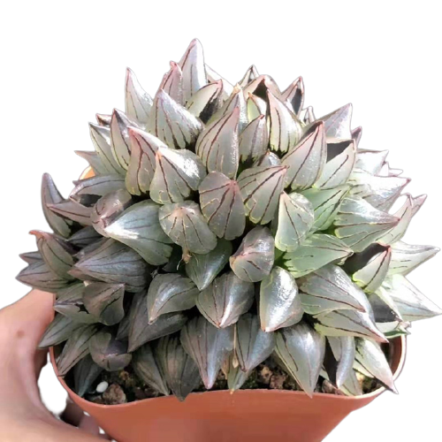 Живая Роза Haworthia, суккулент, натуральное растение