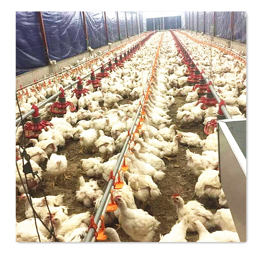 Низкая цена, Курятник для бройлерной фермы, курятник для продажи