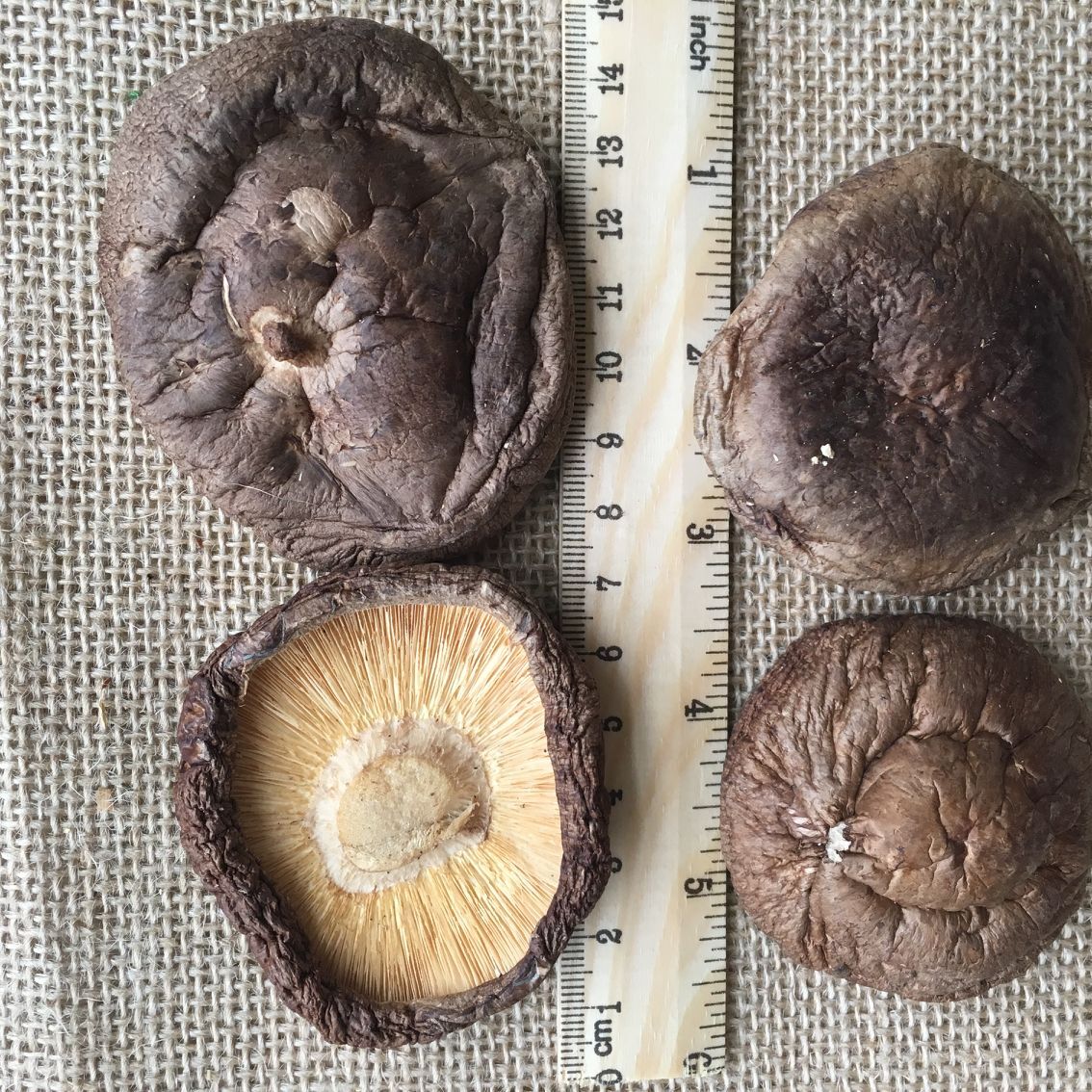 ISO HACCP certified 2cm Dried shiitake mushroom