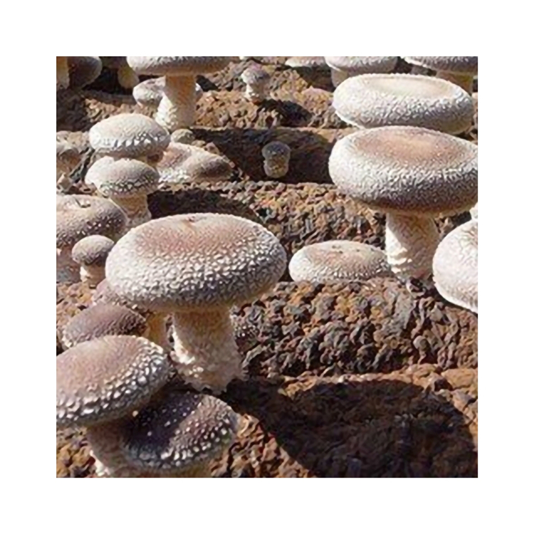 Exquisite Craftsmanship Whole Shape Rootless Fleshy Dried Shiitake Mushroom For Daily Eating