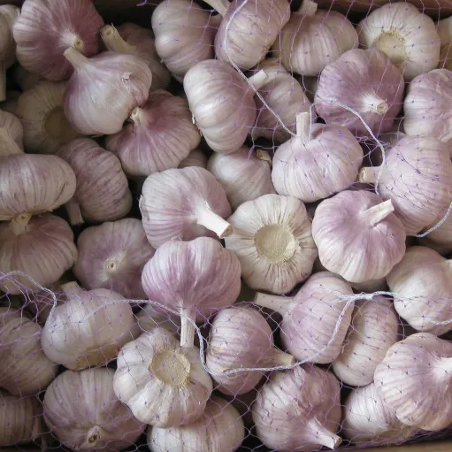 Red garlic fresh normal white garlic price from garlic factory