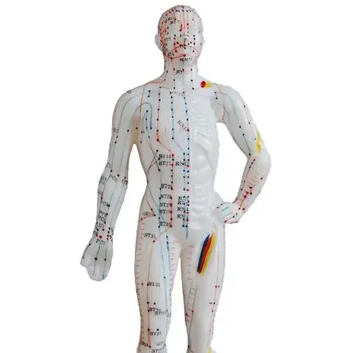 Medical Science Training Education Hospital Nursing Acupuncture Technology Training Advanced Human Acupuncture Model