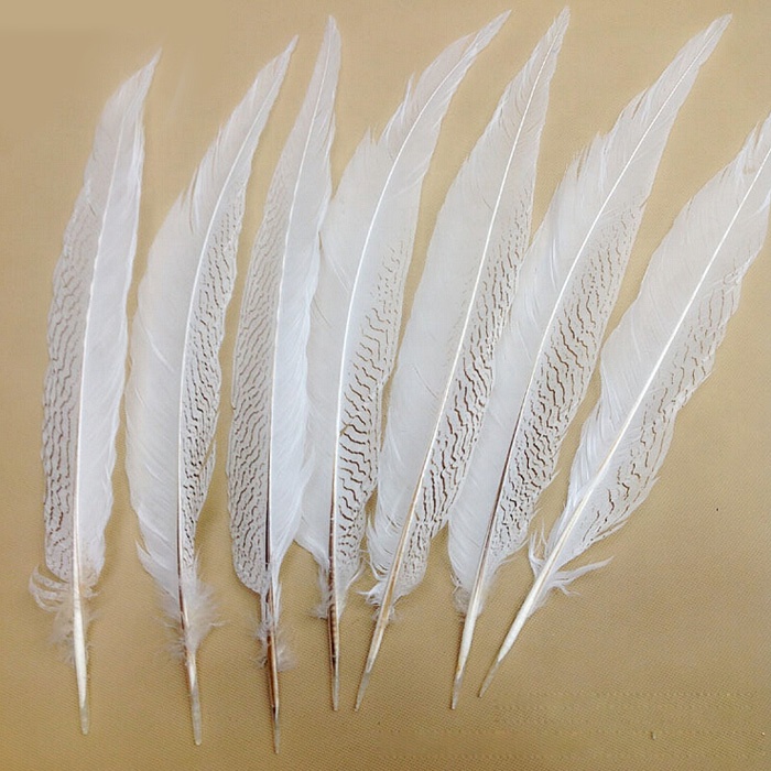 25-30cm silver pheasant tail feather