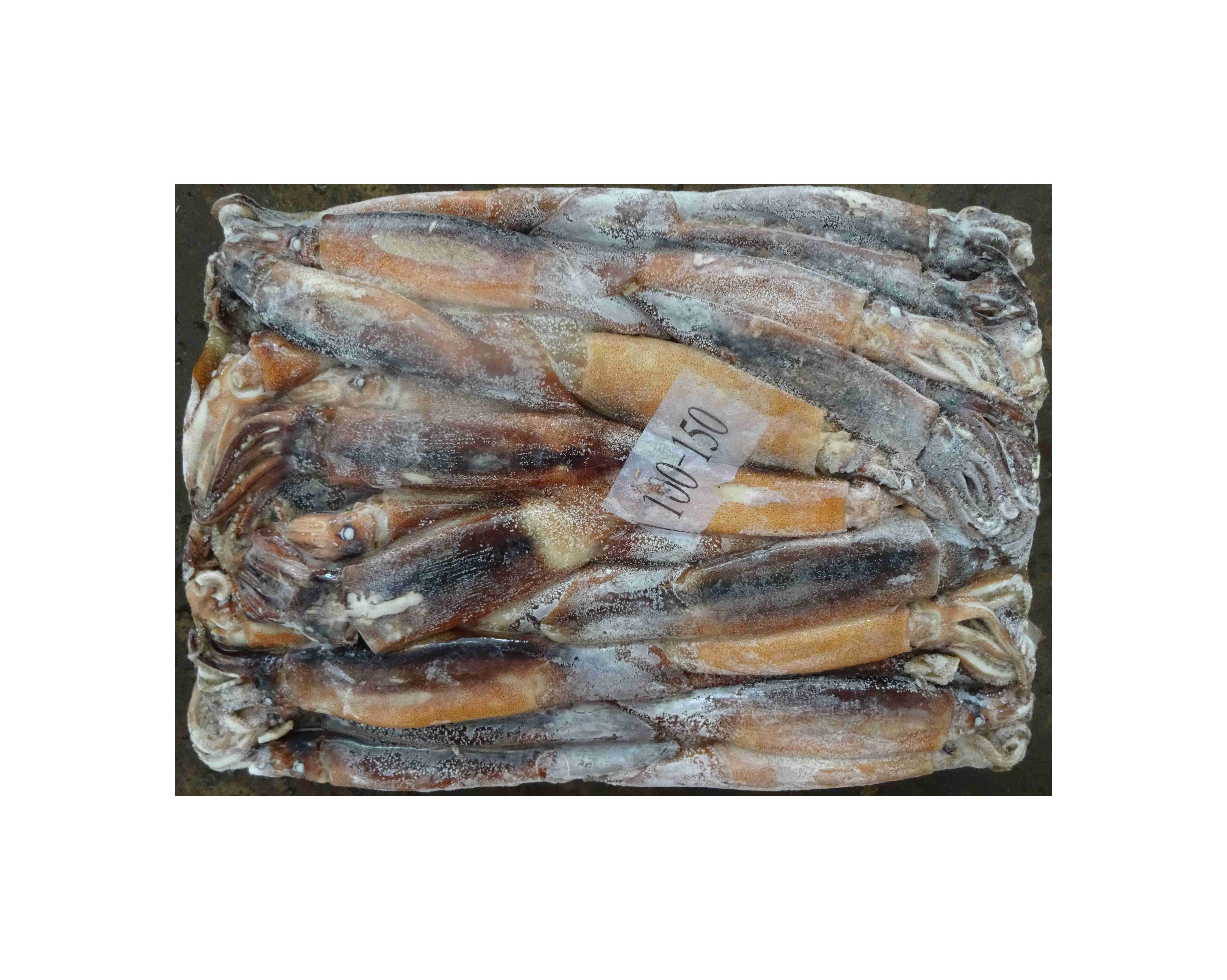 Аргентинский кальмар/замороженный кальмар Illex