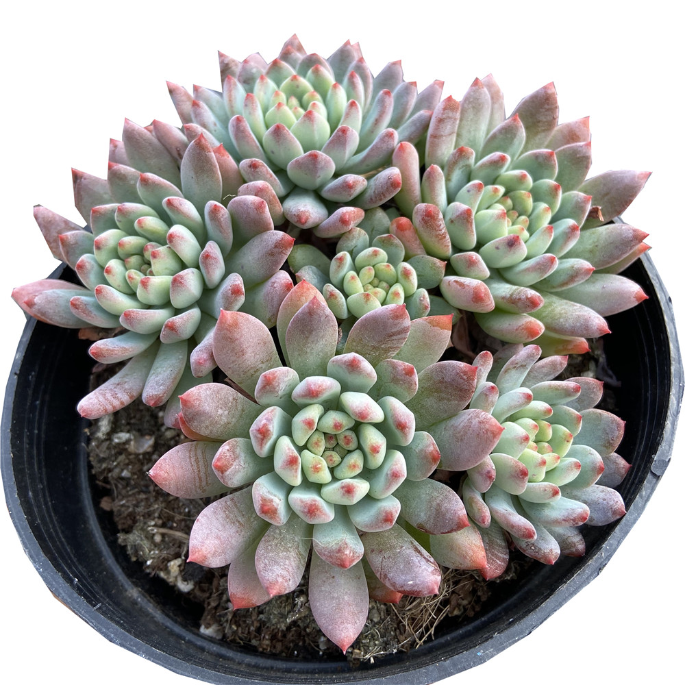 Заводская поставка, About13cm небесно-голубые живые растения, зеленые растения, суккуленты, декор для декоративных бонсай растений