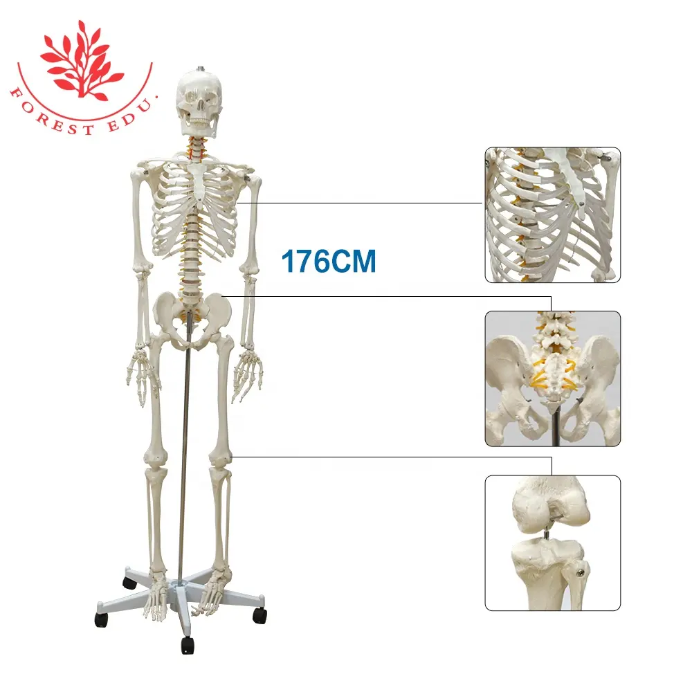 Skeleton Model Medical Anatomical Model Natural Size 3D 176cm Human Whole Body Bone