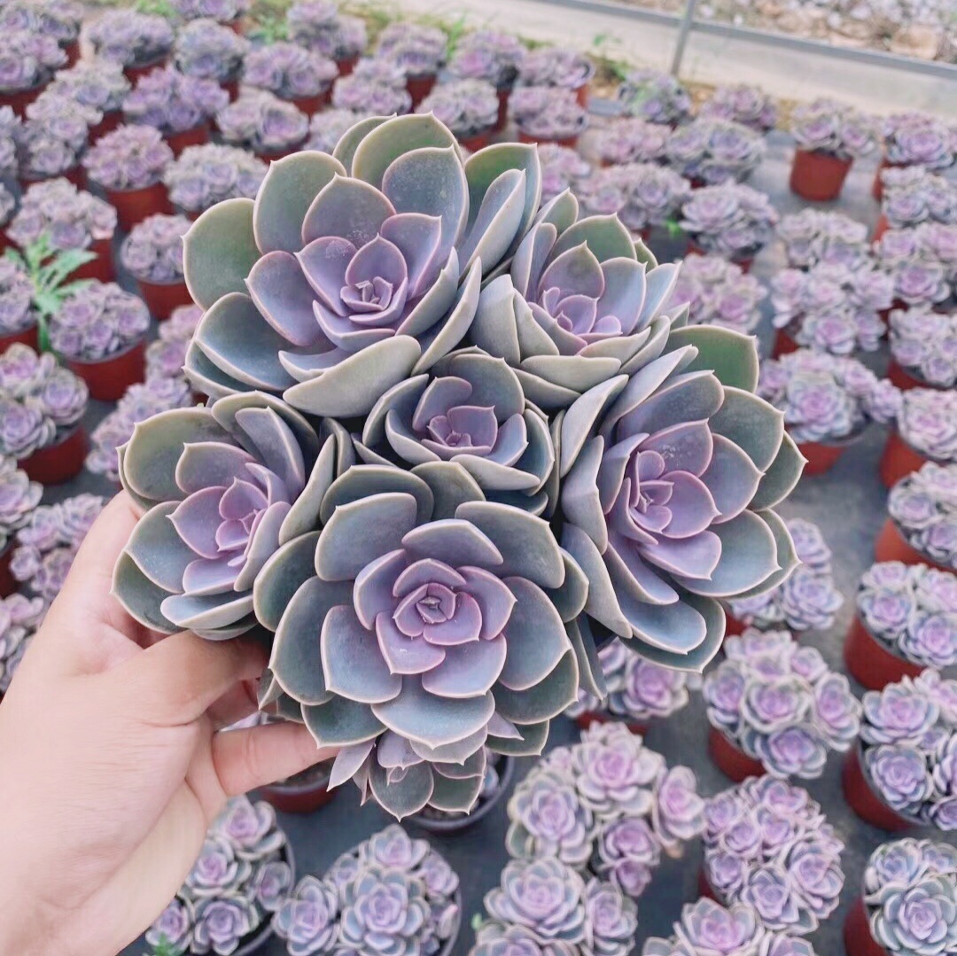 best selling hot sale succulent plant Echeveria Perle von Nurnbergfor shops sale home decoration