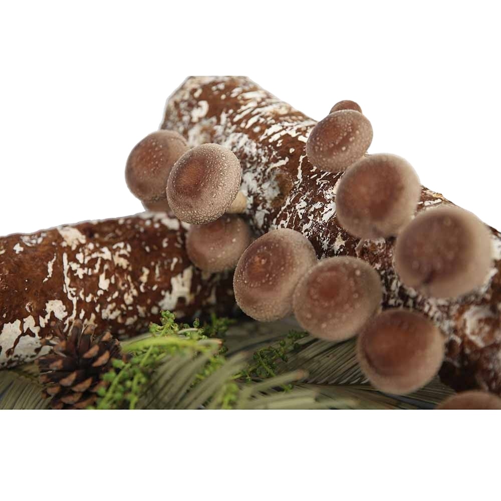 Daily Shiitake Mushroom spawns for healthy life OEM 1800g L2 growing bag following by container