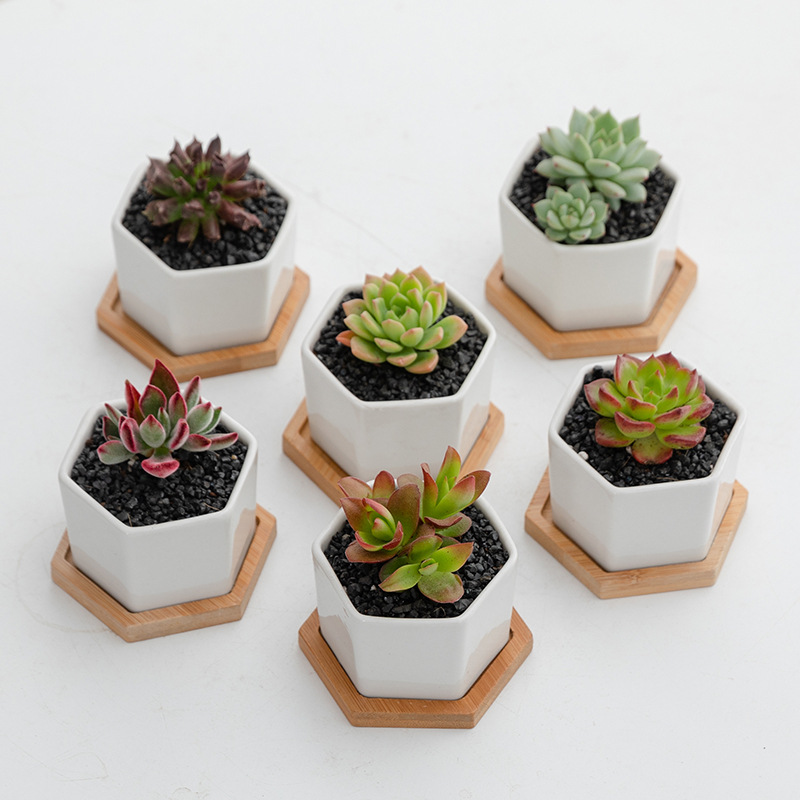 Wholesale Small Hexagonal Ceramic White Flowerpot