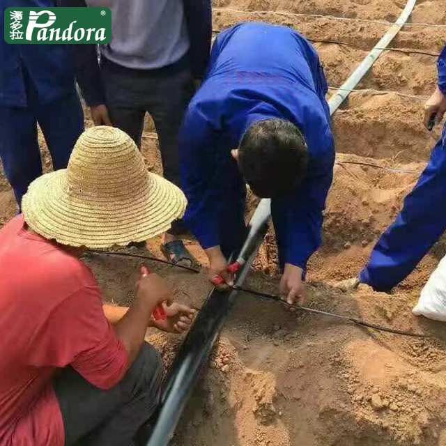 Тайское сельское Капельное орошение