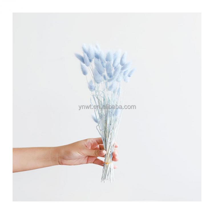 factory outlets ins most popular dried flowers lagurus ovatus rabbit tail grass for bouquet decoration