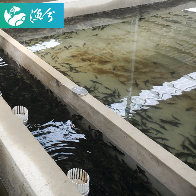 Комнатная система выращивания рыбы с высокой плотностью циркулирующей воды/высокоэффективная система выращивания семян