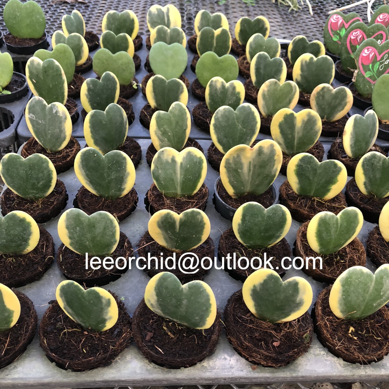 Hoya Kerrii Милая Цветочная Двухцветная