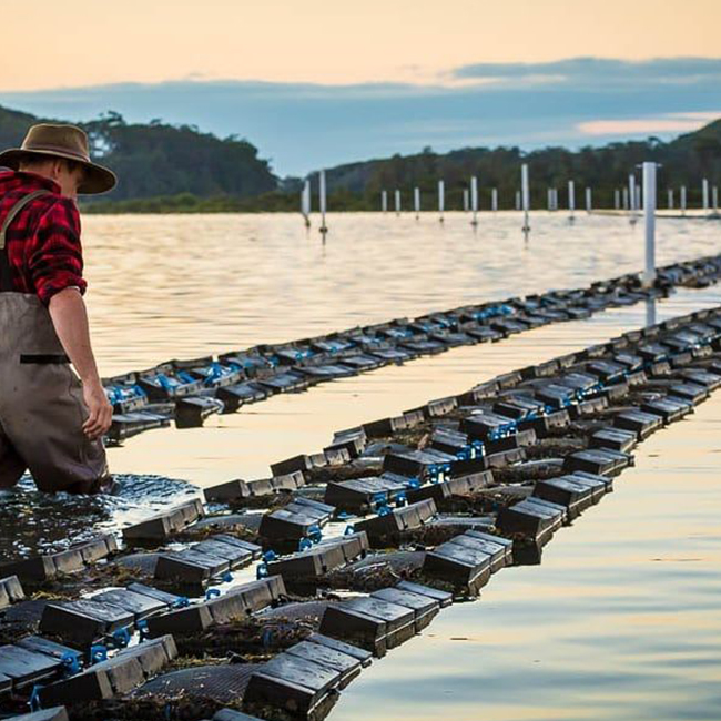 Дешевая низкая цена пластиковая сетка HDPE oyster Мешок