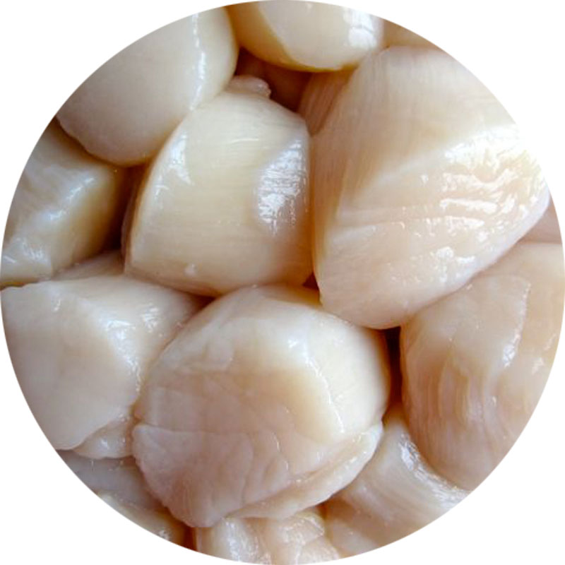 Морепродукты, оптовая продажа, здоровая замороженная морская гребешка, цена