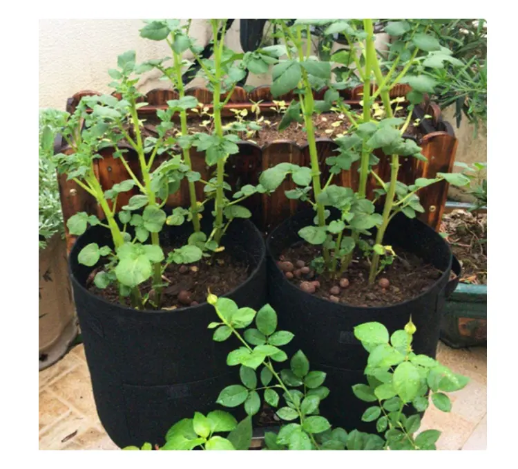 Sweet potato planting bag/ plant bag /beauty planting bag plant growth bag