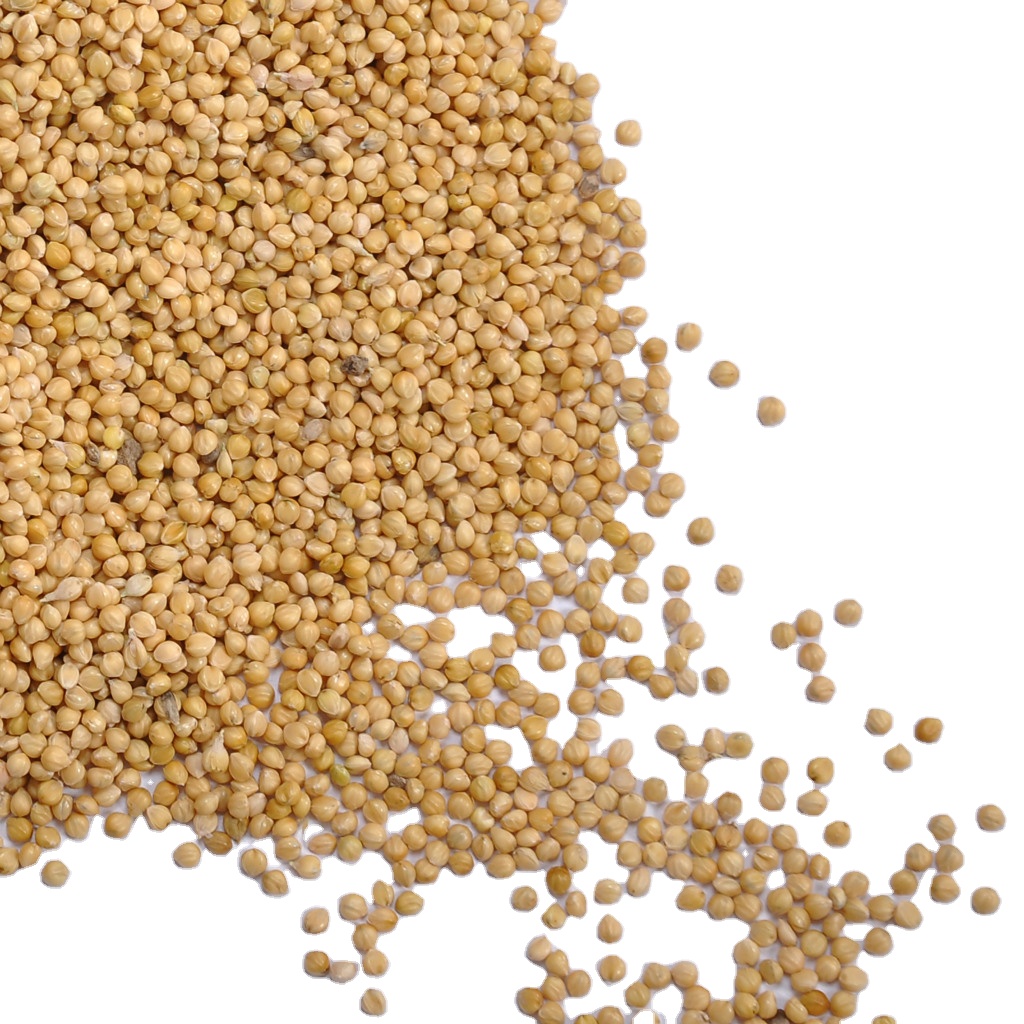 Natural Yellow Broomcorn Millet For Bird Feeds