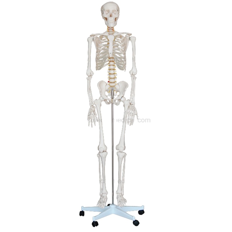 Life-Size Skeleton 85CM 180CM Tall Human Plastic Skeleton